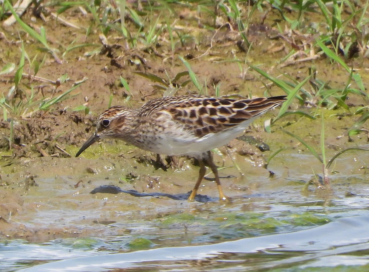 Least Sandpiper - ML158761521