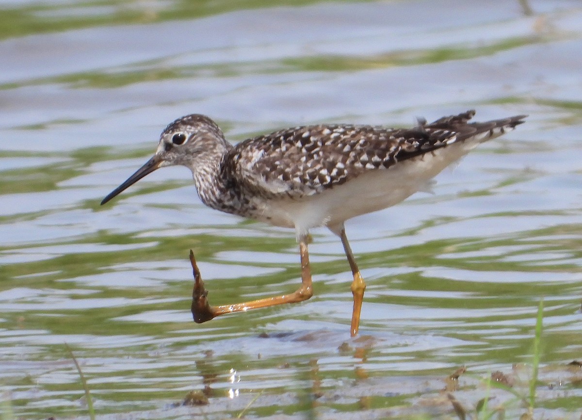 Lesser Yellowlegs - ML158761751
