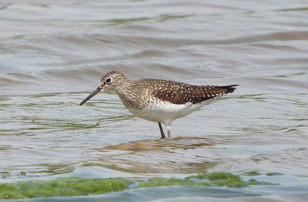 Solitary Sandpiper - ML158761791