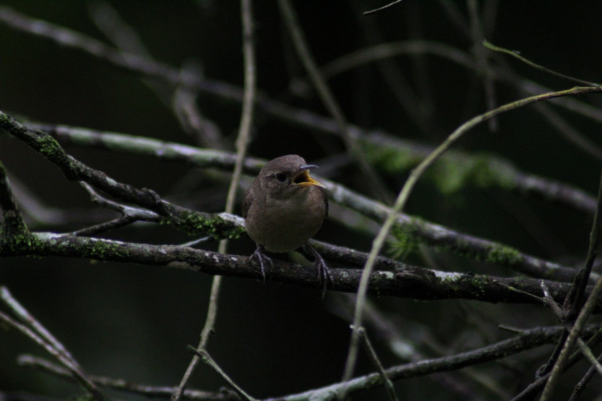 House Wren - ML158762331