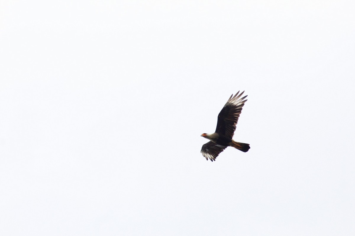 Crested Caracara (Northern) - ML158762461