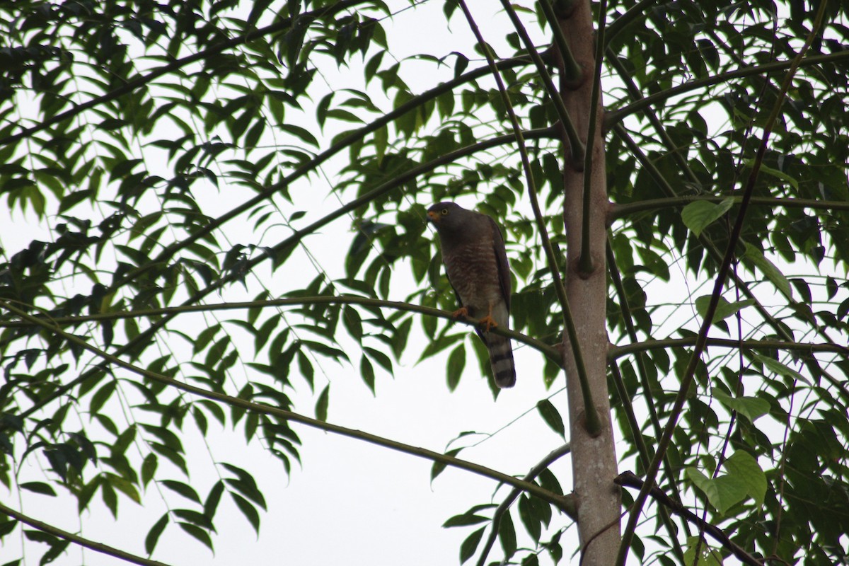 Roadside Hawk - ML158762721