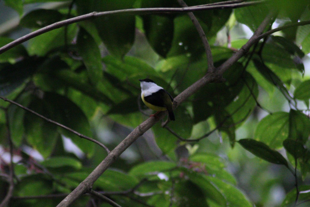 White-collared Manakin - ML158762861