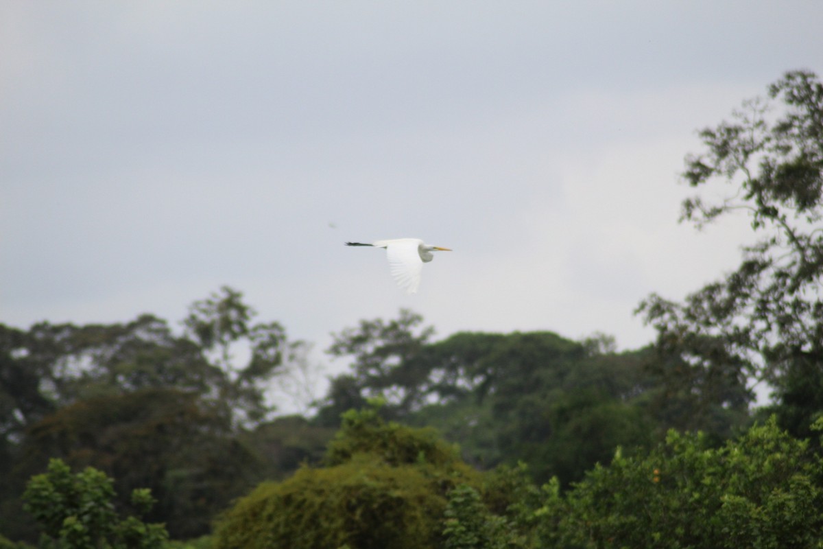 Great Egret - ML158763181