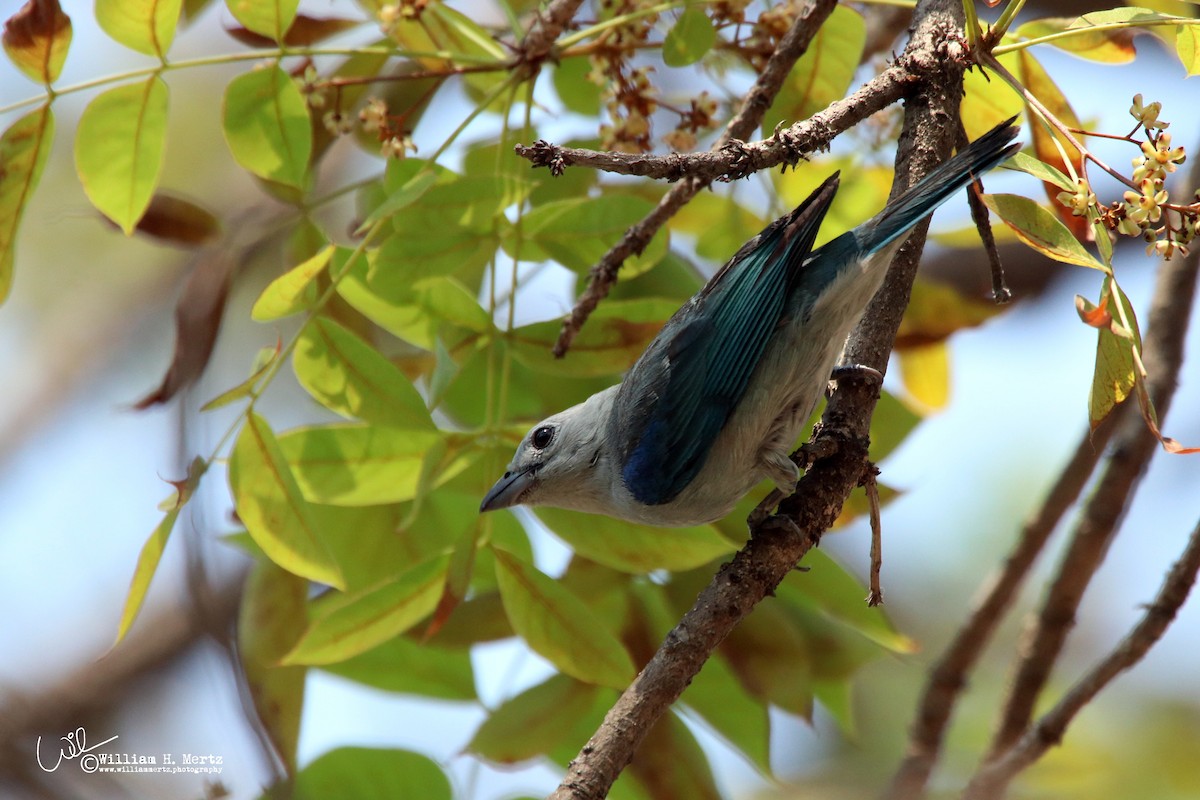Blue-gray Tanager - ML158763491
