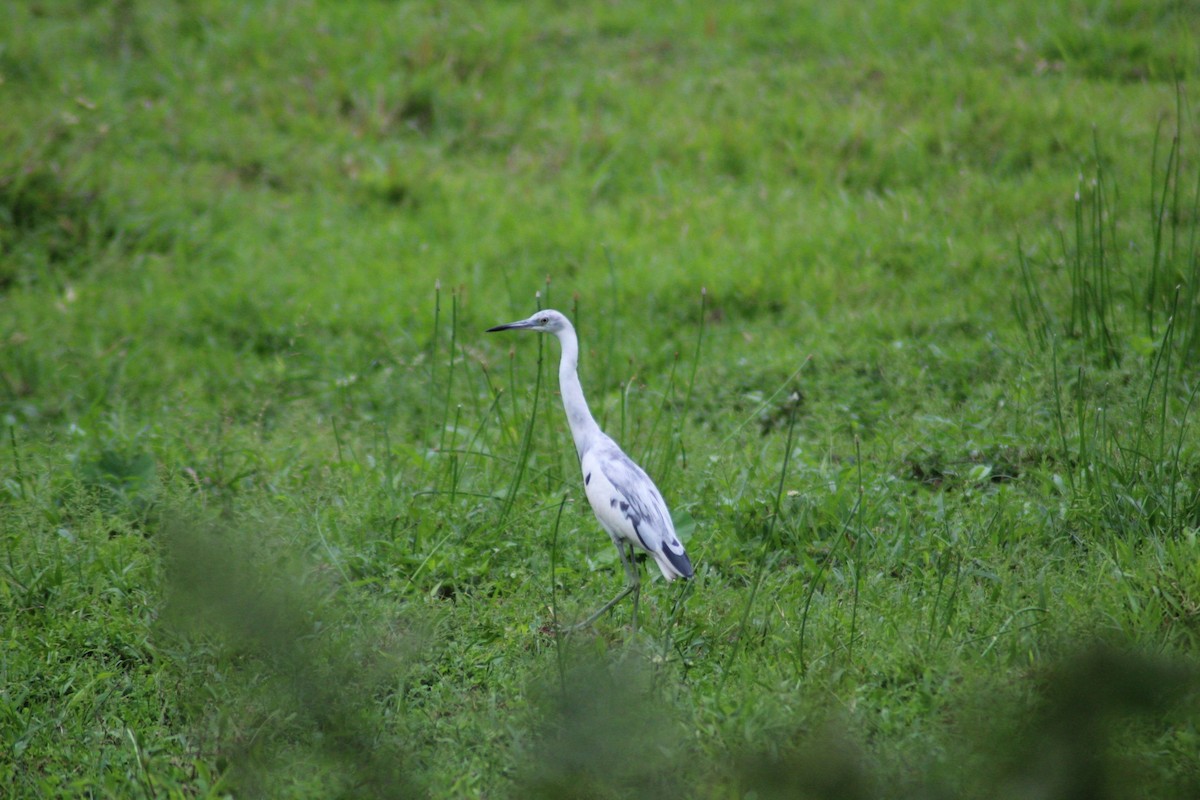 Little Blue Heron - ML158763651