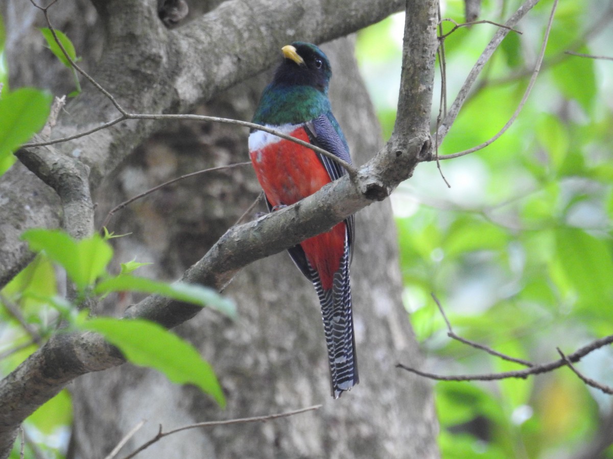 trogon límcový - ML158763661