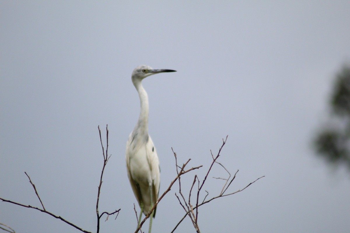 Little Blue Heron - ML158763791