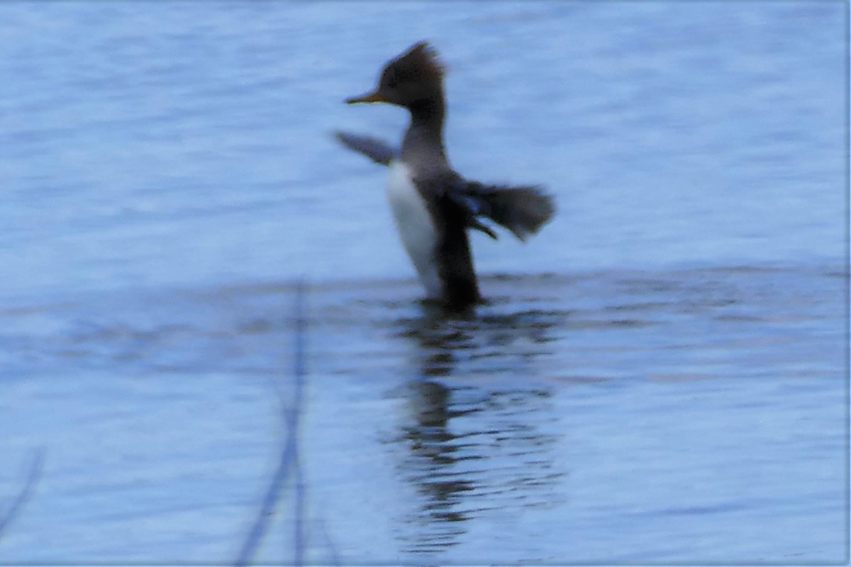 Hooded Merganser - ML158763951