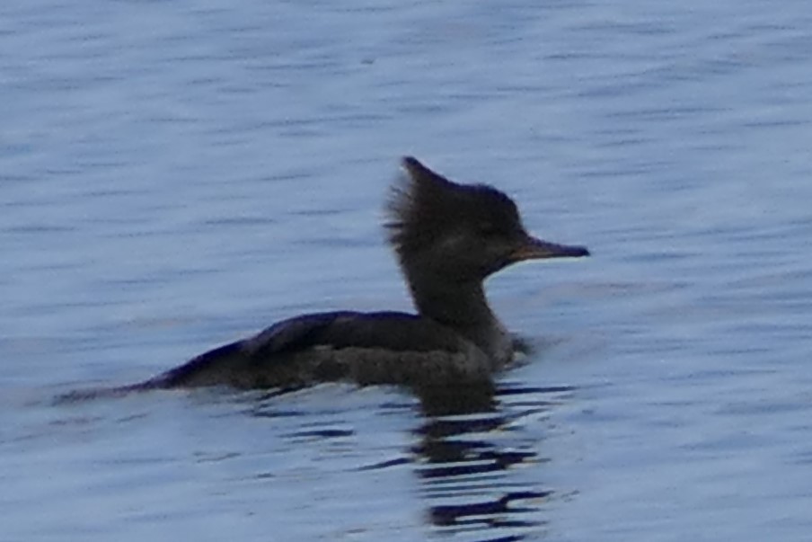 Hooded Merganser - ML158764261