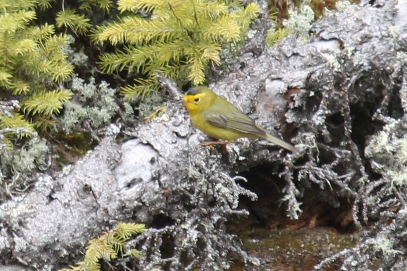 Wilson's Warbler - ML158765681