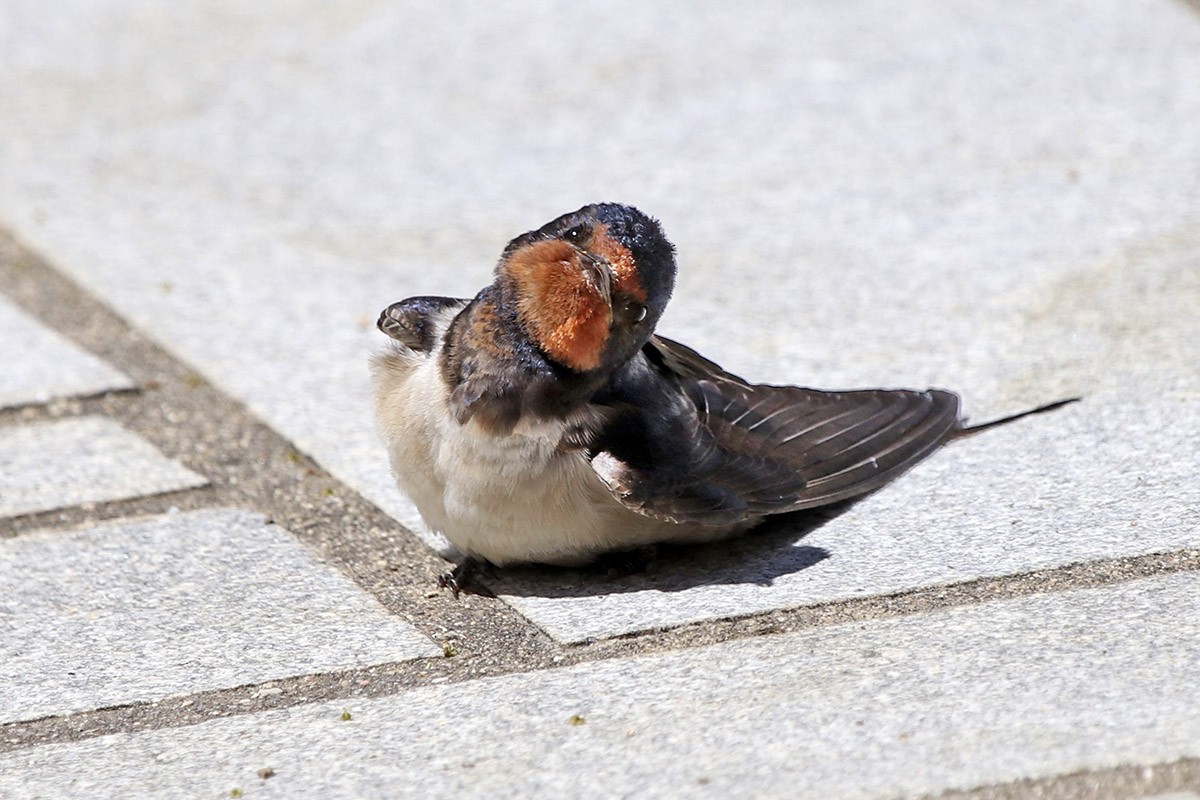 Barn Swallow - ML158769341