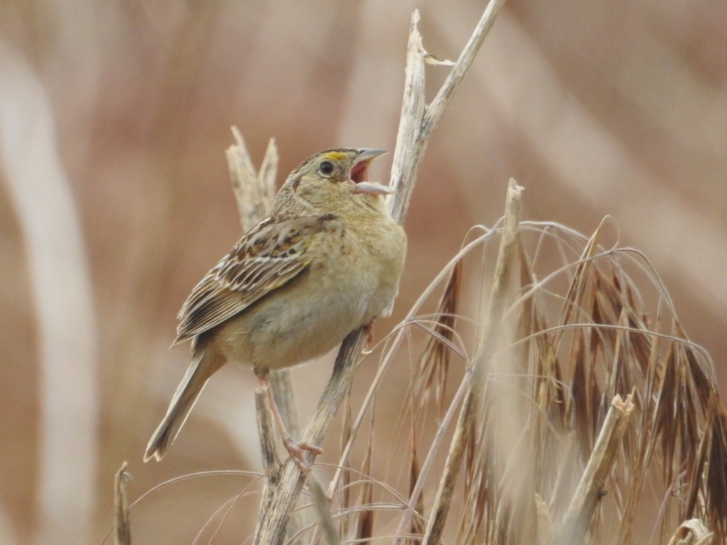 Grasshopper Sparrow - Mike Coulson