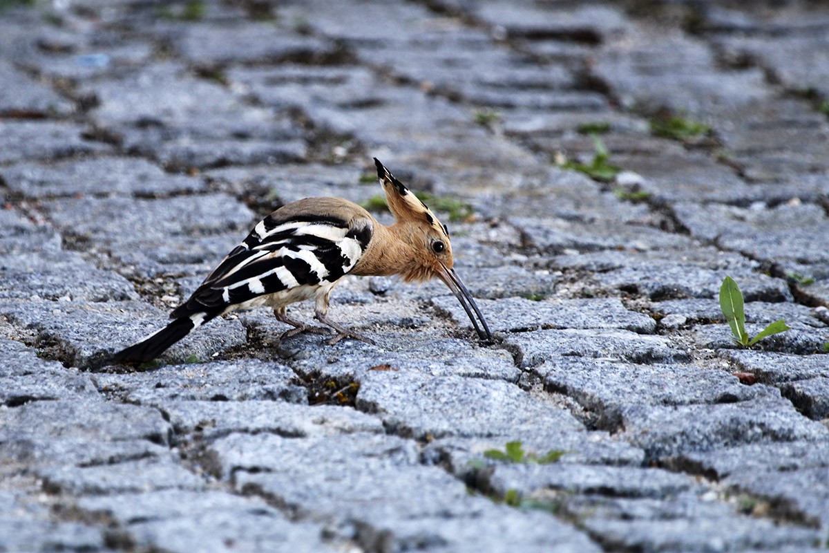 Eurasian Hoopoe - Francisco Barroqueiro