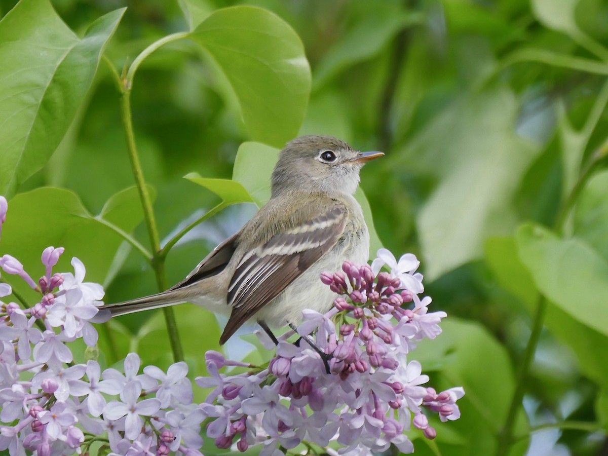 Least Flycatcher - ML158770051