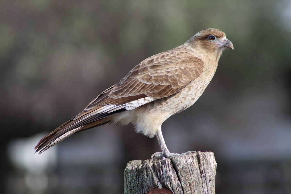 Chimango Caracara - ML158770071