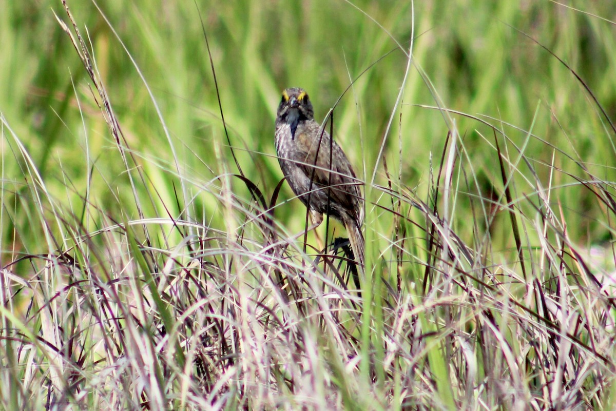 Seaside Sparrow - ML158770411