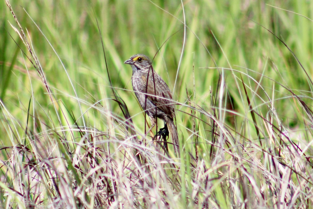 Seaside Sparrow - ML158770431