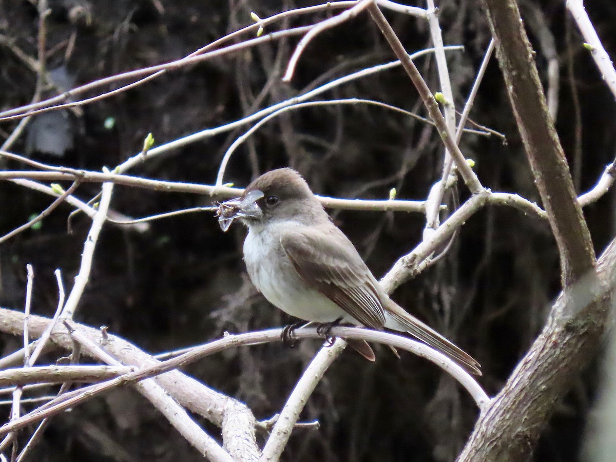 Eastern Phoebe - ML158772061