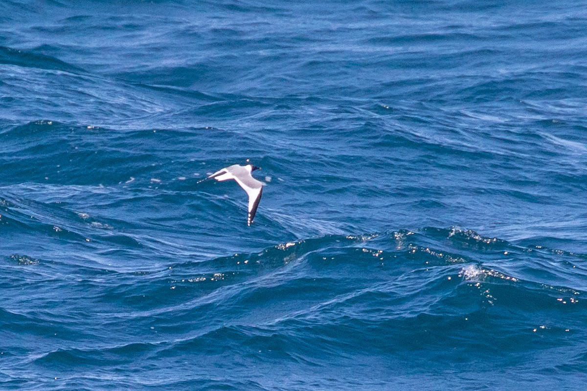 Sabine's Gull - ML158772401