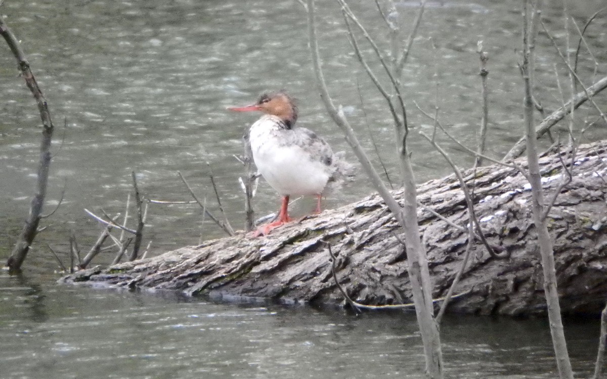 Red-breasted Merganser - ML158772921