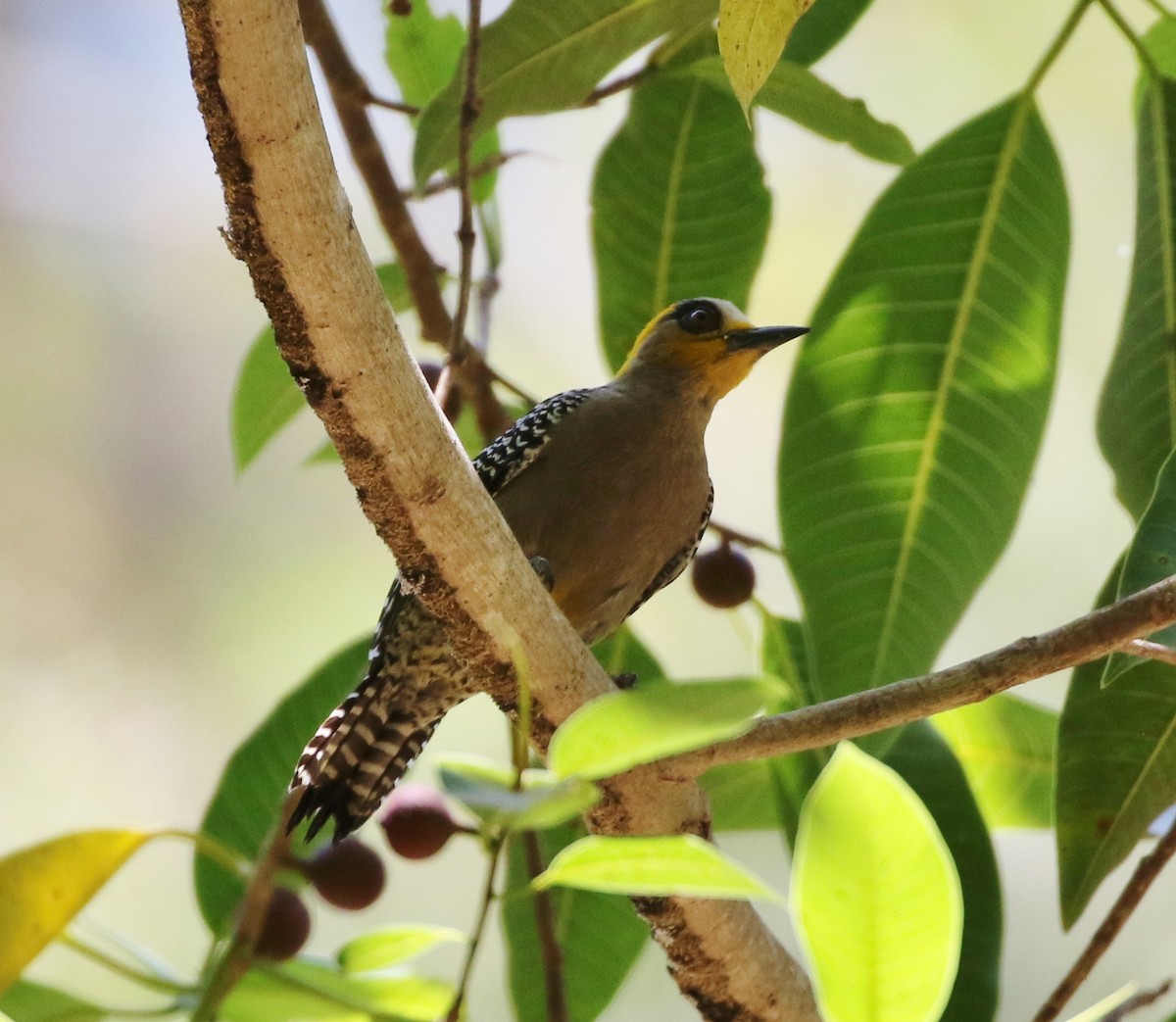 Golden-cheeked Woodpecker - ML158773031