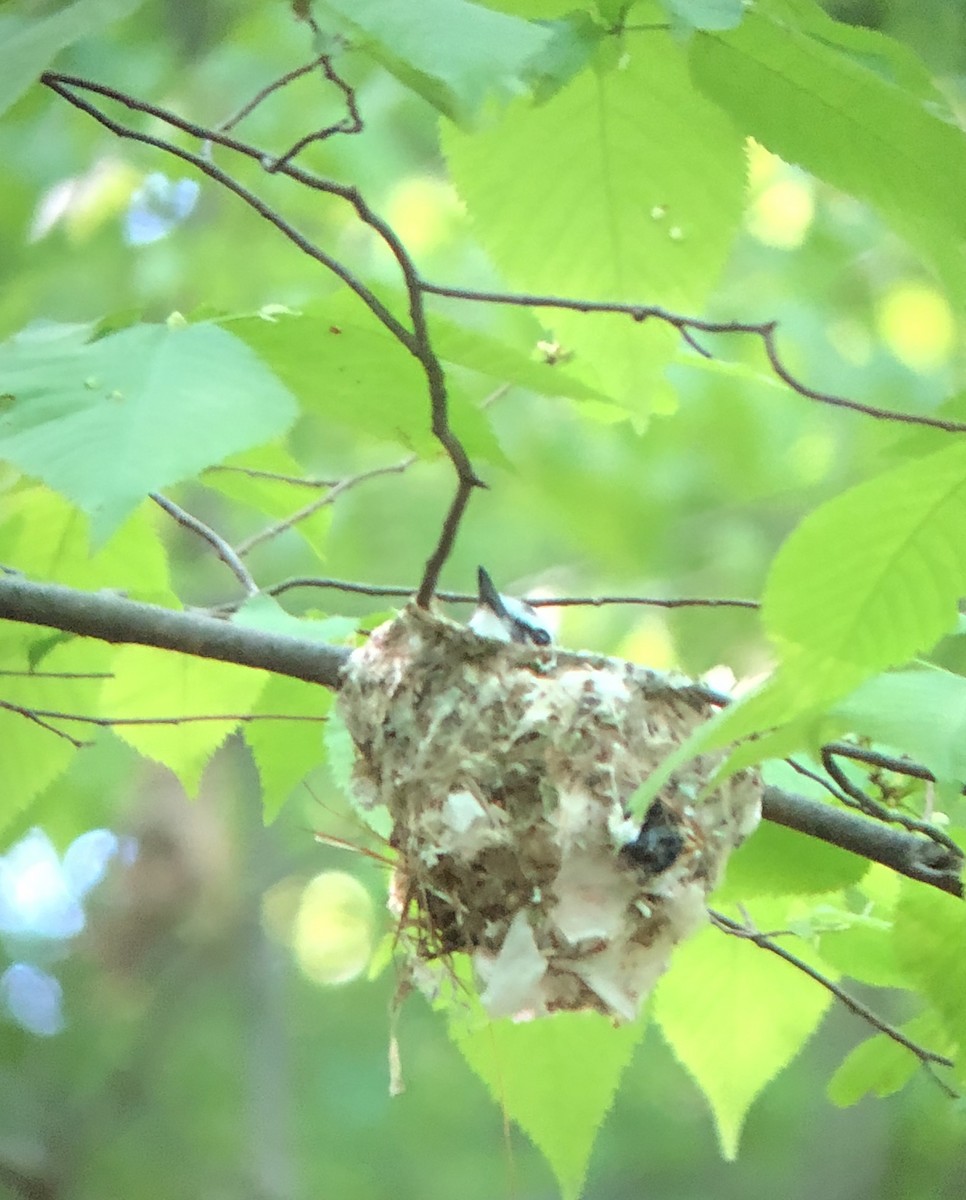 Віреон сизоголовий - ML158774151
