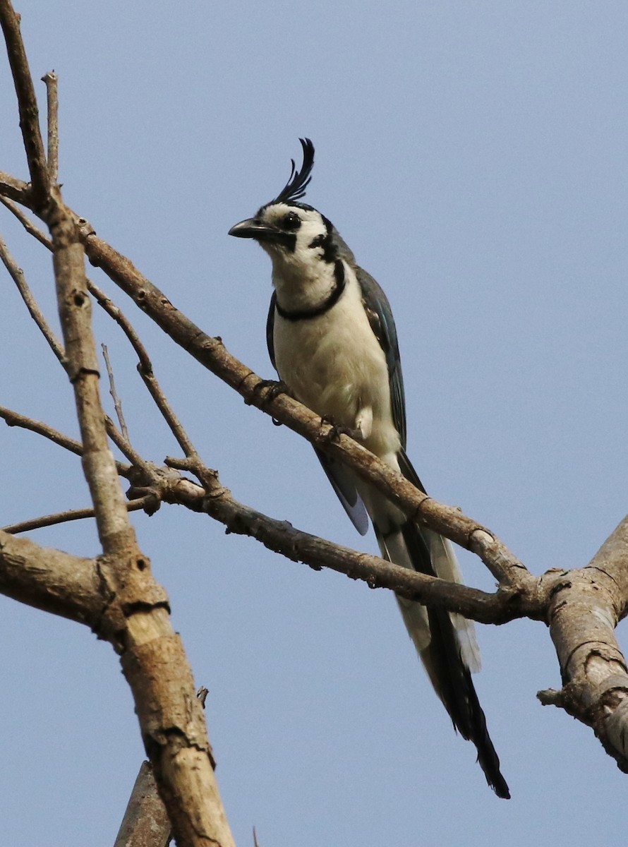 White-throated Magpie-Jay - ML158774361