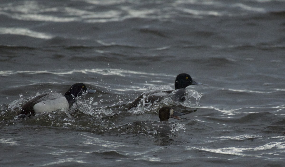 Greater Scaup - ML158775231