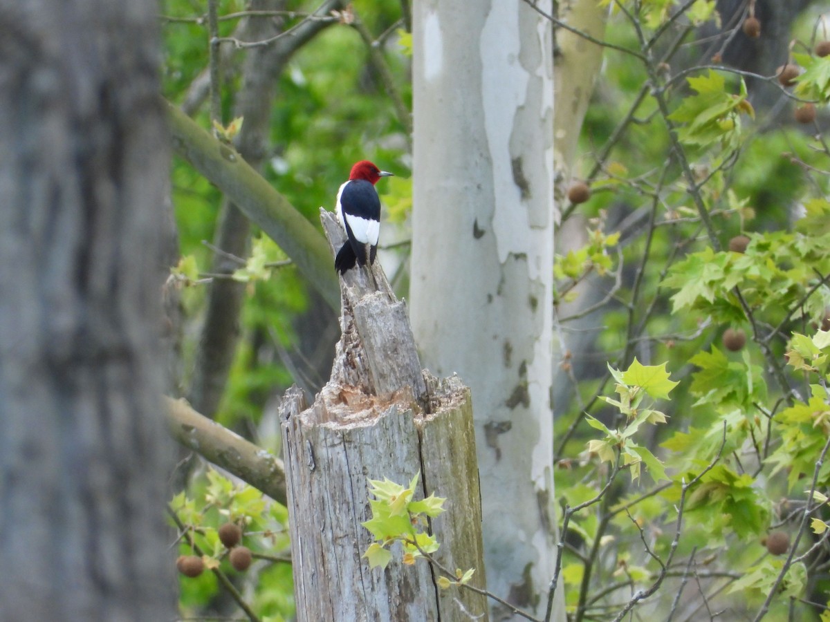 Red-headed Woodpecker - ML158776571