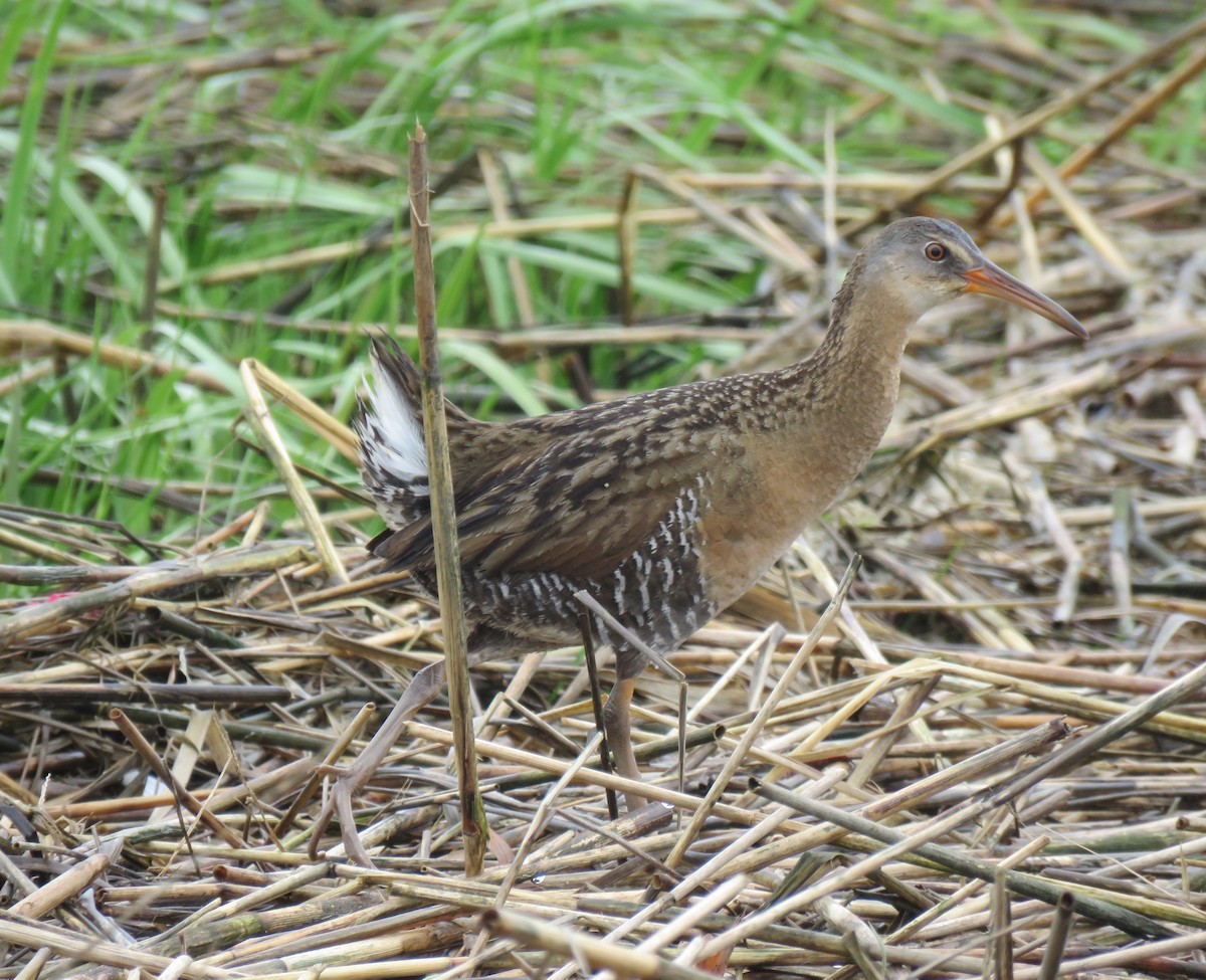 Clapper Rail - ML158778041