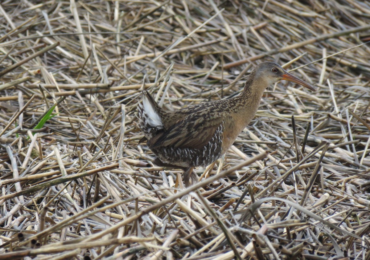 Clapper Rail - ML158778051