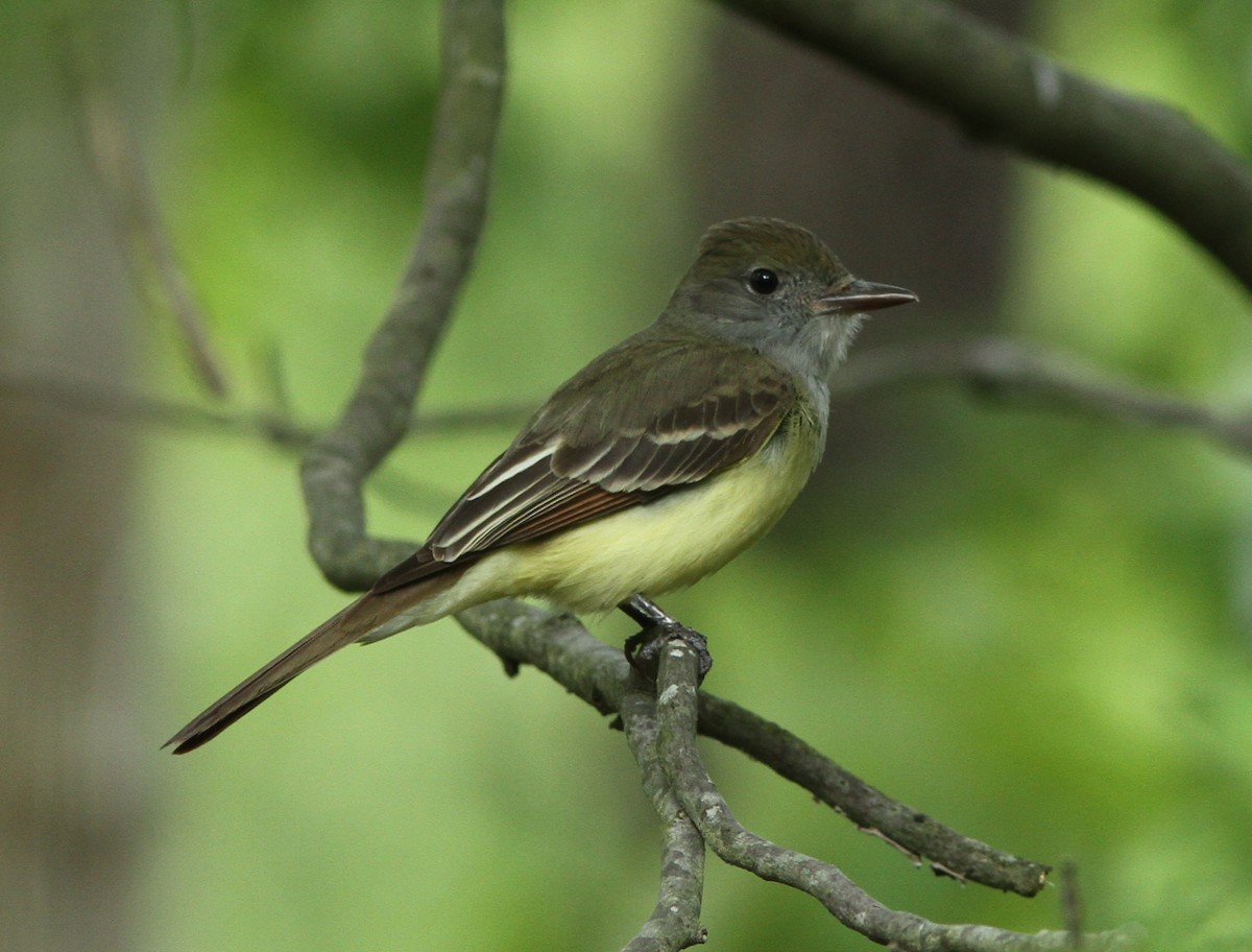 Great Crested Flycatcher - ML158778141