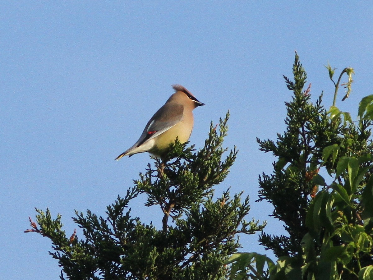 Cedar Waxwing - ML158778671