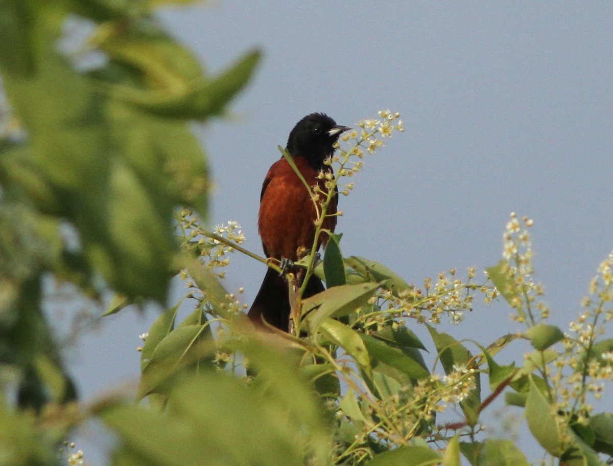 Orchard Oriole - ML158779081