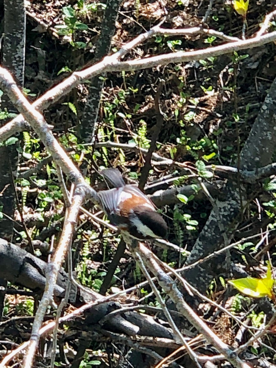 Chestnut-backed Chickadee - ML158779131