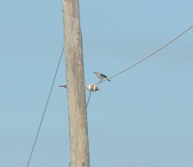 sangspottefugl - ML158779251