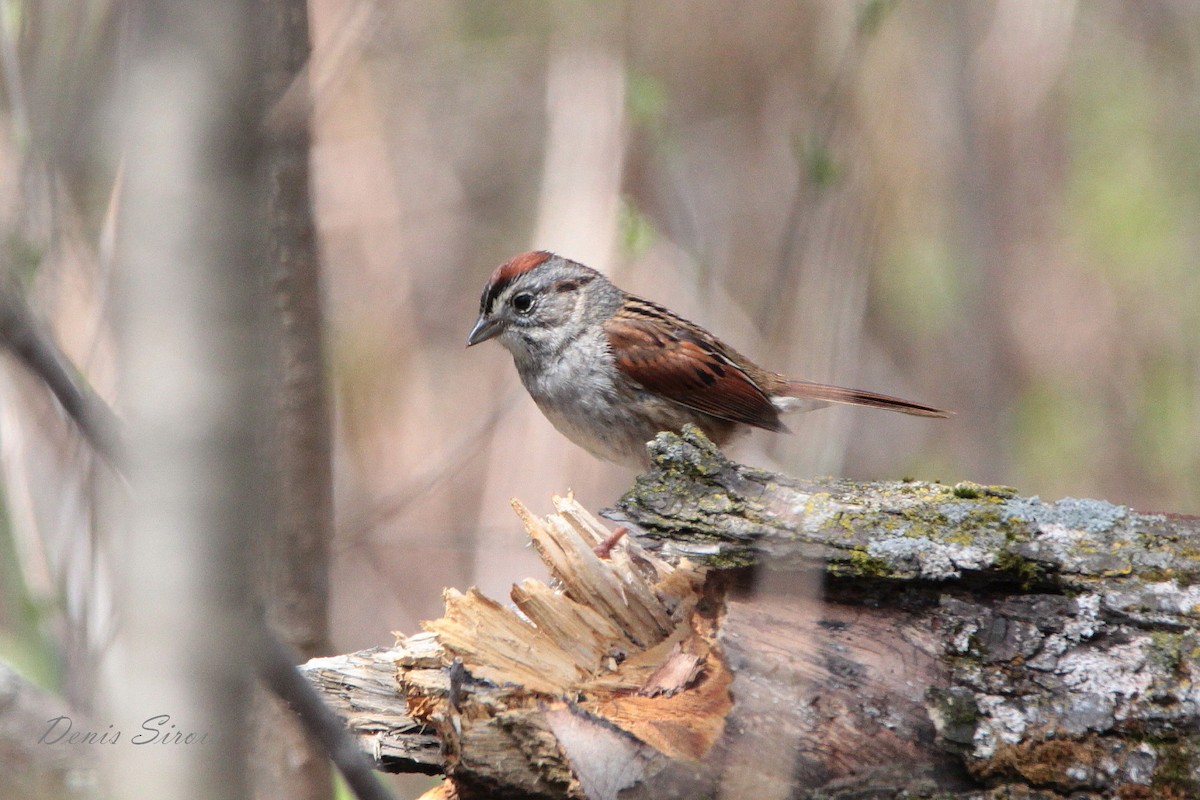 Swamp Sparrow - ML158779751