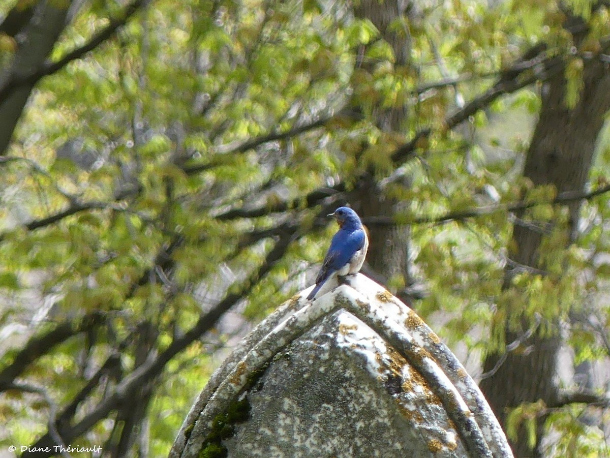 Eastern Bluebird - Diane Thériault