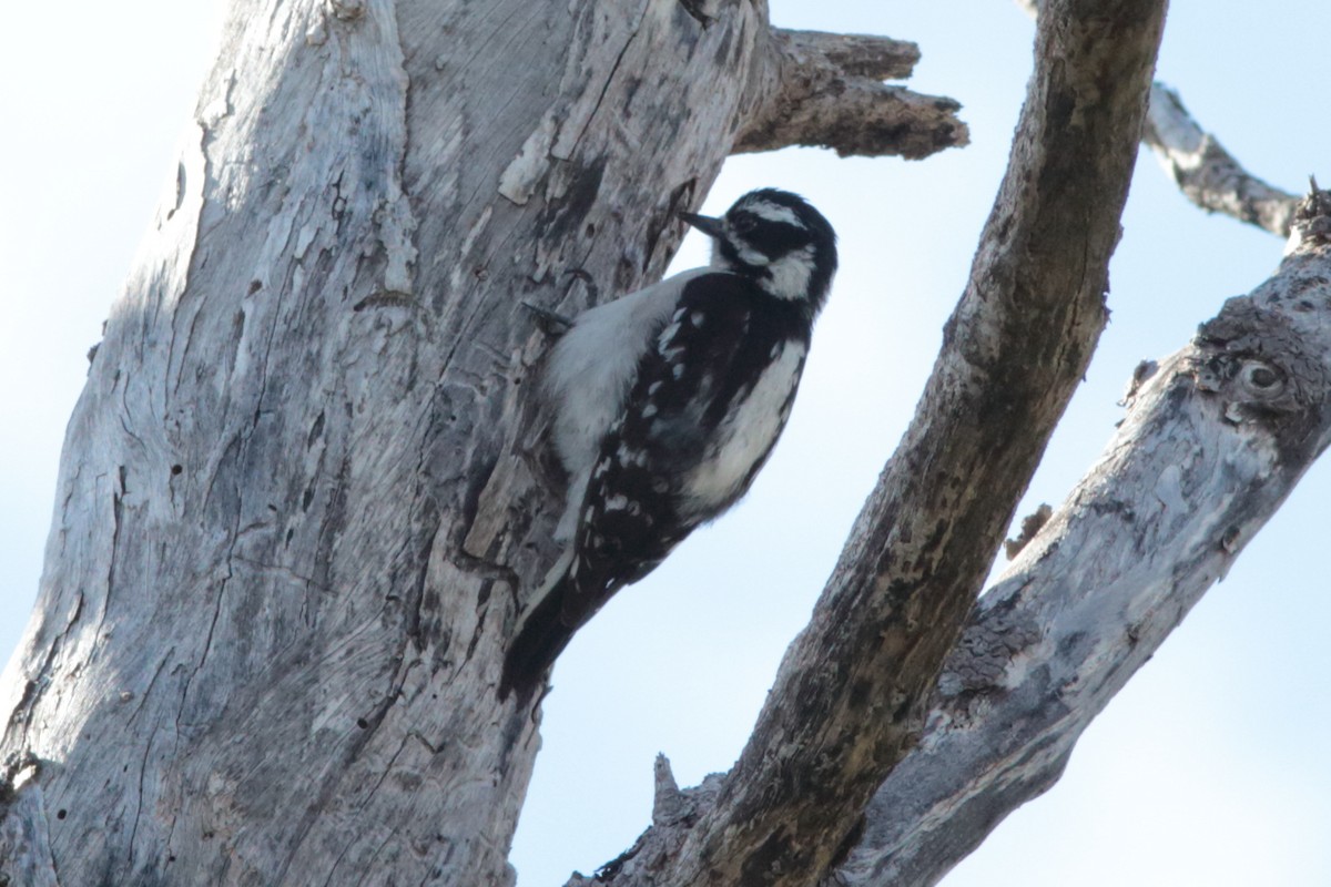 Downy Woodpecker - ML158781591