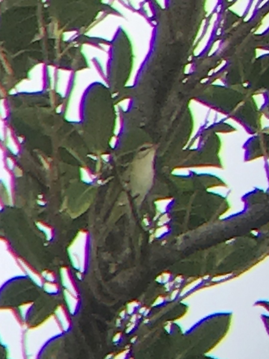 Black-whiskered Vireo - ML158782221