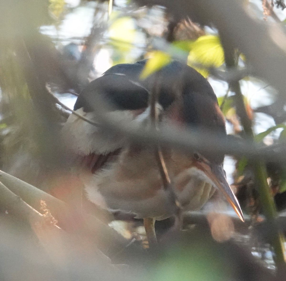 Least Bittern - ML158782531