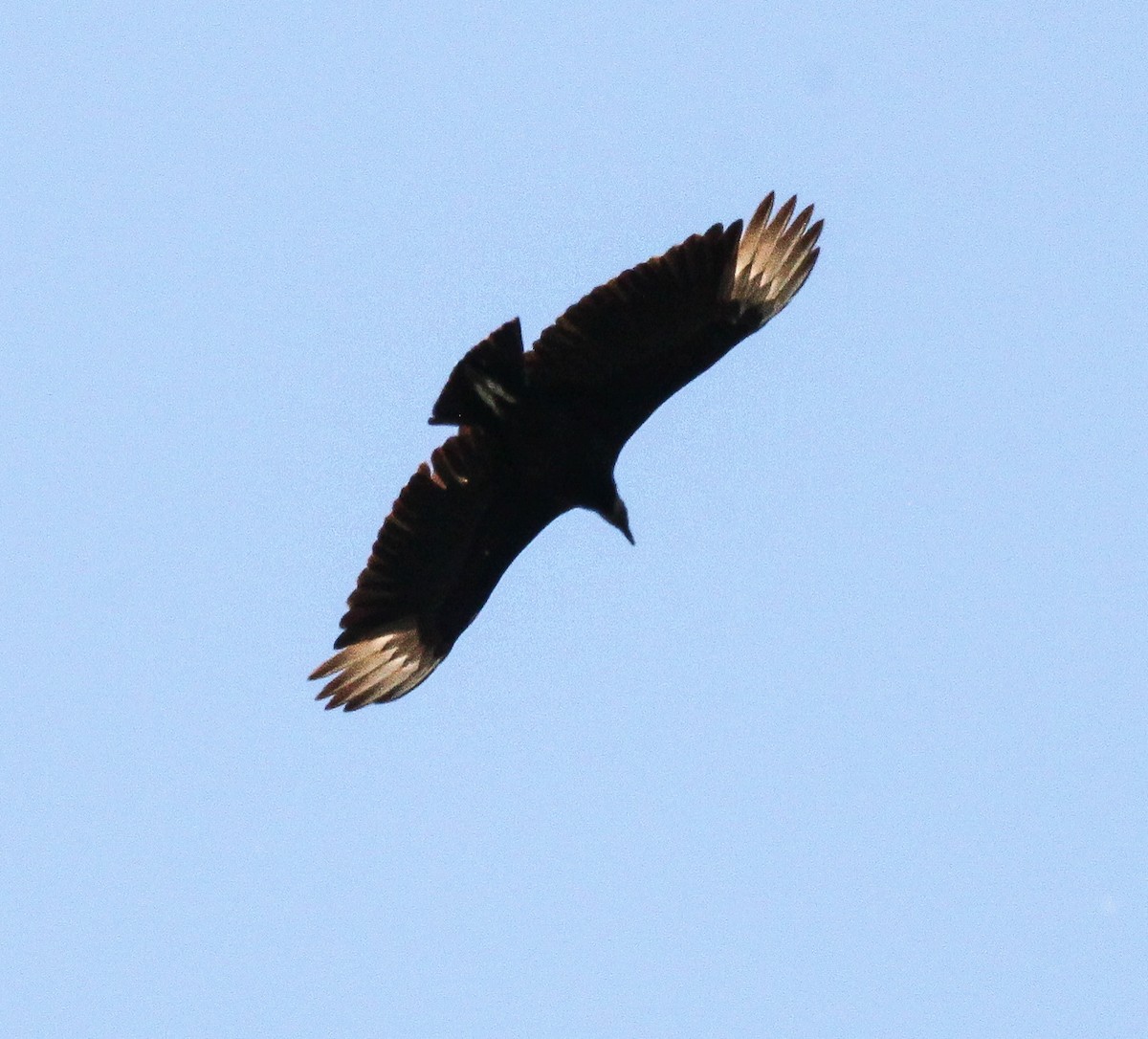 Black Vulture - ML158783191