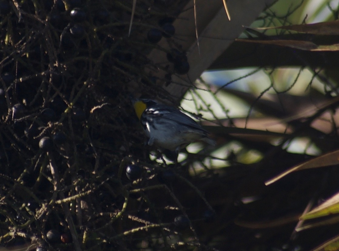 Yellow-throated Warbler - Liam Ragan