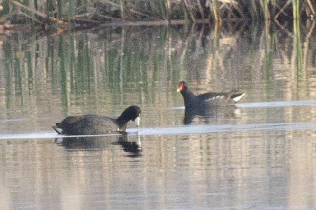 Common Gallinule - ML158785761