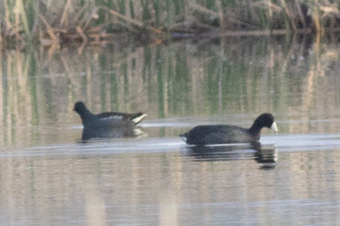 Common Gallinule - ML158785781