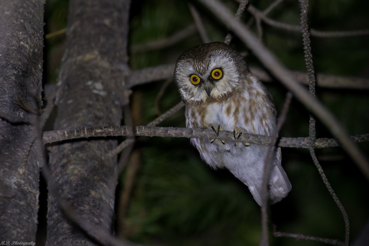 Northern Saw-whet Owl - ML158786661