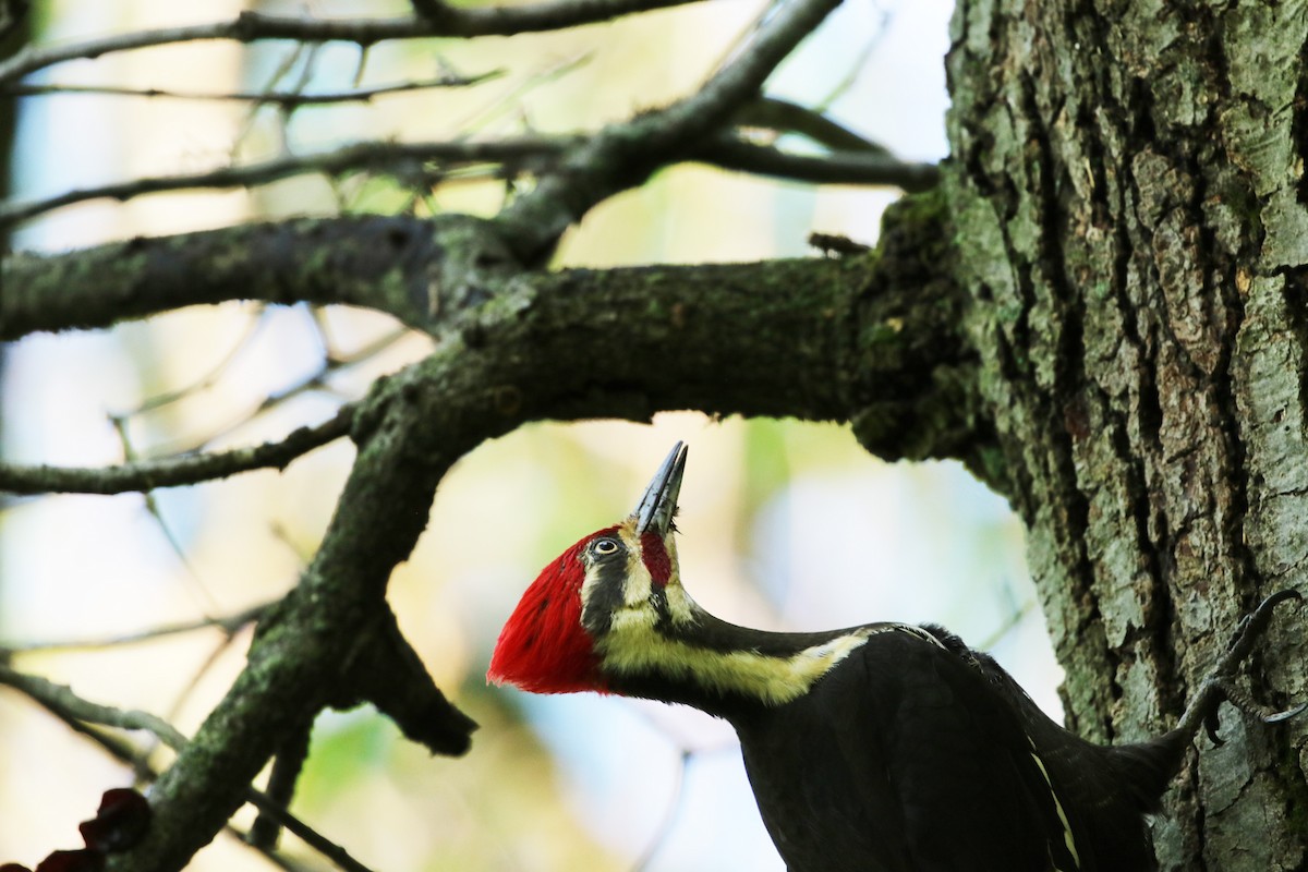 Pileated Woodpecker - Elizabeth Brensinger