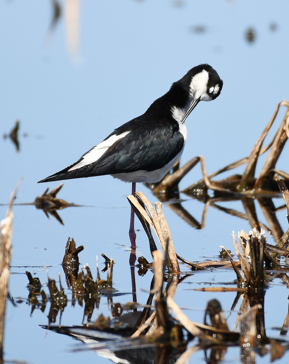 Black-necked Stilt - ML158789071