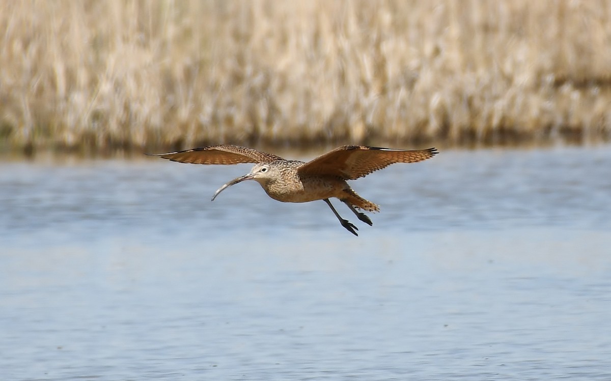 Long-billed Curlew - Rachel Hudson